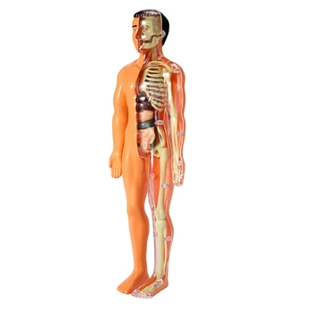 3D inimkeha Anatoomia Mudel Lapsed Plastikust DIY Skelett Mänguasi Teadus Varase Õppe Aidsi Haridus Mänguasjad